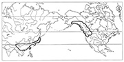 図1－④　東アジア―北米西部型の分布　オウレン属バイカオウレン亜属 / Map 4 Examples of Eastern Asiatic-Western North American distribution type. Coptis subgen. Metacoptis